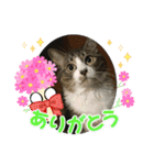 猫のサブちゃん（個別スタンプ：22）