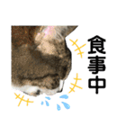 猫のサブちゃん（個別スタンプ：23）
