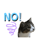 猫のサブちゃん（個別スタンプ：24）