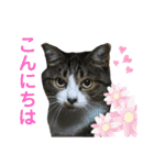 猫のサブちゃん（個別スタンプ：25）