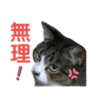 猫のサブちゃん（個別スタンプ：26）