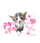 猫のサブちゃん（個別スタンプ：27）