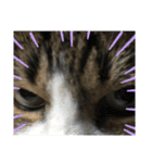 猫のサブちゃん（個別スタンプ：28）