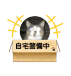 猫のサブちゃん（個別スタンプ：29）