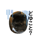 猫のサブちゃん（個別スタンプ：30）