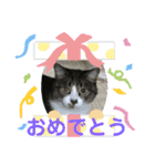 猫のサブちゃん（個別スタンプ：31）