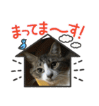 猫のサブちゃん（個別スタンプ：32）