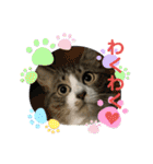 猫のサブちゃん（個別スタンプ：33）