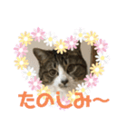 猫のサブちゃん（個別スタンプ：34）