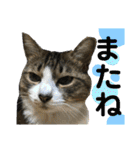 猫のサブちゃん（個別スタンプ：35）