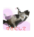 猫のサブちゃん（個別スタンプ：36）