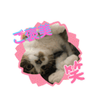 猫のサブちゃん（個別スタンプ：37）