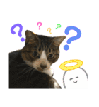 猫のサブちゃん（個別スタンプ：38）