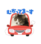 猫のサブちゃん（個別スタンプ：39）