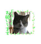猫のサブちゃん（個別スタンプ：40）