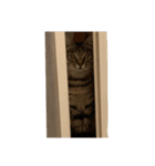 ぬこのごんちゃん〜家族編〜（個別スタンプ：6）