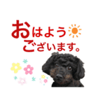 トイプのモコちゃん（個別スタンプ：1）