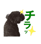 トイプのモコちゃん（個別スタンプ：16）