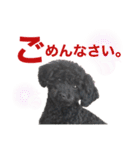 トイプのモコちゃん（個別スタンプ：24）