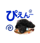 トイプのモコちゃん（個別スタンプ：37）