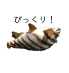 魚三昧ver11（個別スタンプ：1）