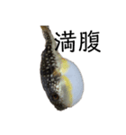 魚三昧ver11（個別スタンプ：5）