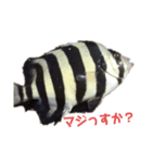 魚三昧ver11（個別スタンプ：6）