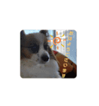 犬＆猫 敬語シリーズパートII（個別スタンプ：1）