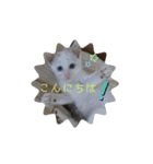 犬＆猫 敬語シリーズパートII（個別スタンプ：2）