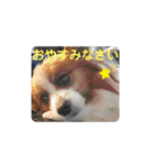 犬＆猫 敬語シリーズパートII（個別スタンプ：4）