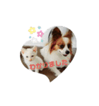 犬＆猫 敬語シリーズパートII（個別スタンプ：6）