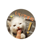 犬＆猫 敬語シリーズパートII（個別スタンプ：7）