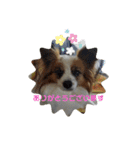 犬＆猫 敬語シリーズパートII（個別スタンプ：9）