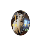 犬＆猫 敬語シリーズパートII（個別スタンプ：11）