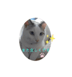 犬＆猫 敬語シリーズパートII（個別スタンプ：12）