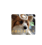 犬＆猫 敬語シリーズパートII（個別スタンプ：13）