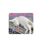 犬＆猫 敬語シリーズパートII（個別スタンプ：14）