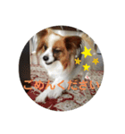 犬＆猫 敬語シリーズパートII（個別スタンプ：15）