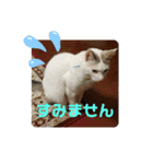 犬＆猫 敬語シリーズパートII（個別スタンプ：16）
