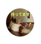 犬＆猫 敬語シリーズパートII（個別スタンプ：17）