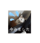 犬＆猫 敬語シリーズパートII（個別スタンプ：18）