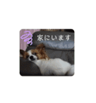 犬＆猫 敬語シリーズパートII（個別スタンプ：19）