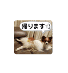 犬＆猫 敬語シリーズパートII（個別スタンプ：20）