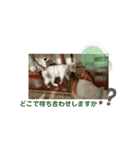 犬＆猫 敬語シリーズパートII（個別スタンプ：21）