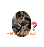 犬＆猫 敬語シリーズパートII（個別スタンプ：22）
