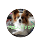 犬＆猫 敬語シリーズパートII（個別スタンプ：23）