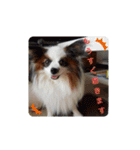 犬＆猫 敬語シリーズパートII（個別スタンプ：24）