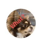 犬三昧ver9（個別スタンプ：4）