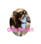 犬三昧ver9（個別スタンプ：6）