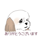 Stickers_Shih Tzu_a シーズースタンプ（個別スタンプ：1）